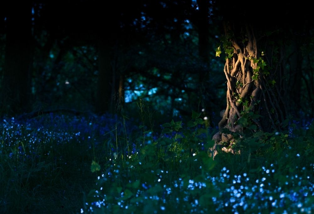 A broken-hearted girl finds a magical place in the woods that helps her heal.